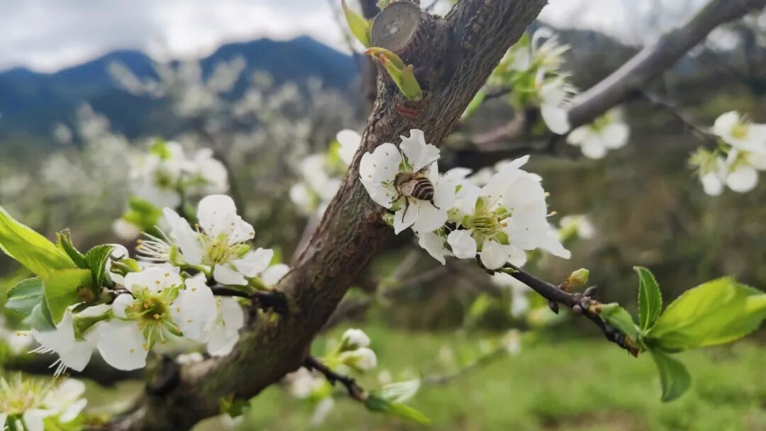  梨花漫松溪 美景入画来