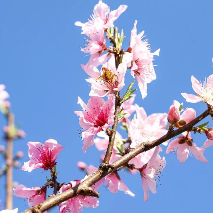  狠狠心动！松溪这片“桃花源”承包你的春日浪漫