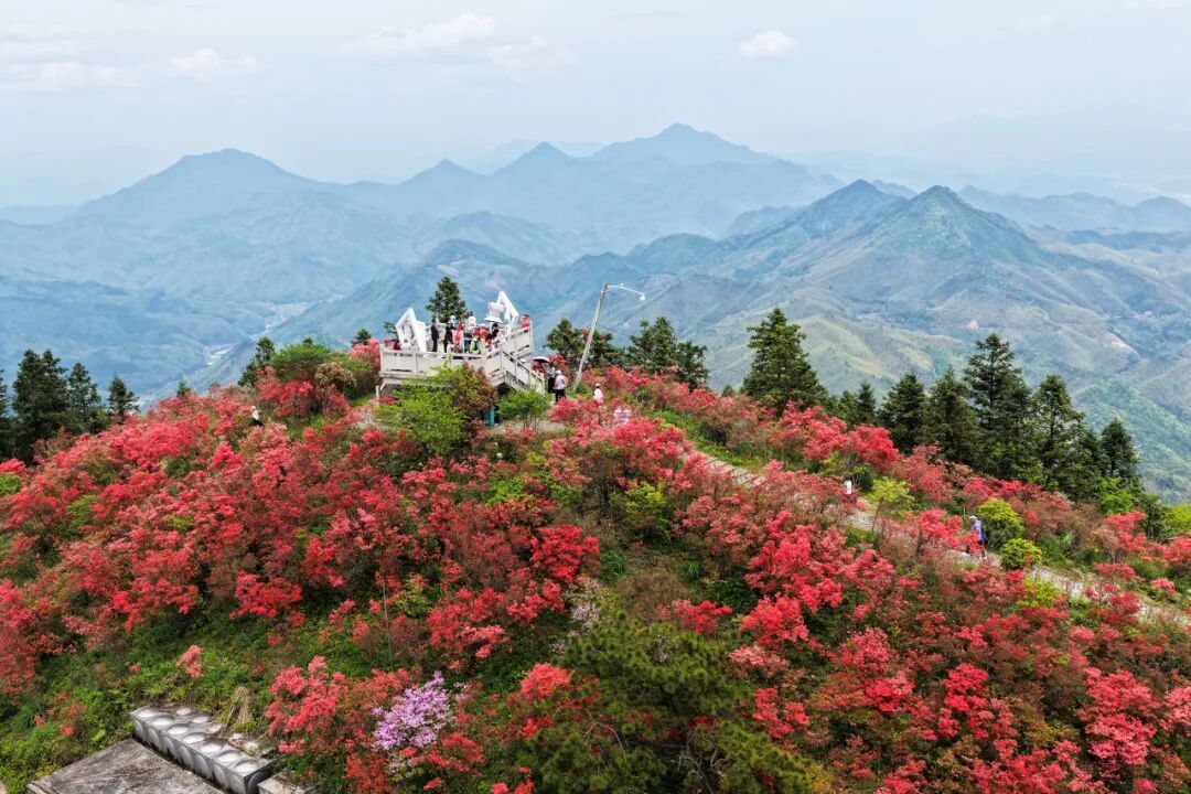  杜鹃漫山红似火 龙头山花海迎客来