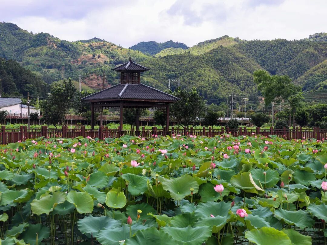  刘屯荷花盛开！松溪夏日限定美景上线