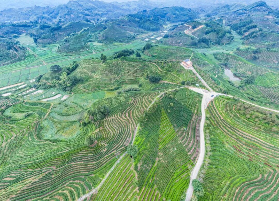  松溪：茶园风景美如画